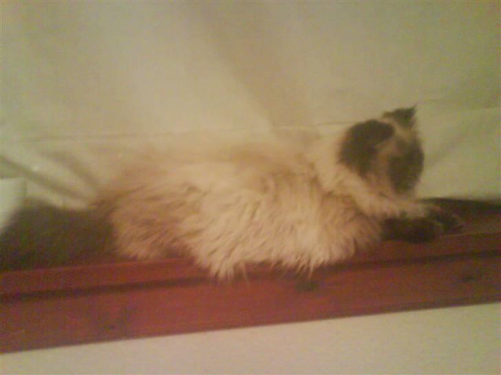 Perser kava billede 7