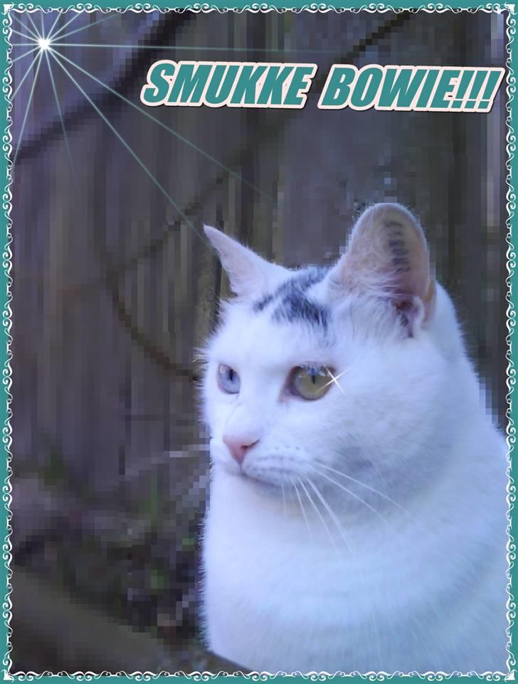 Blanding af racer Bowie billede 12