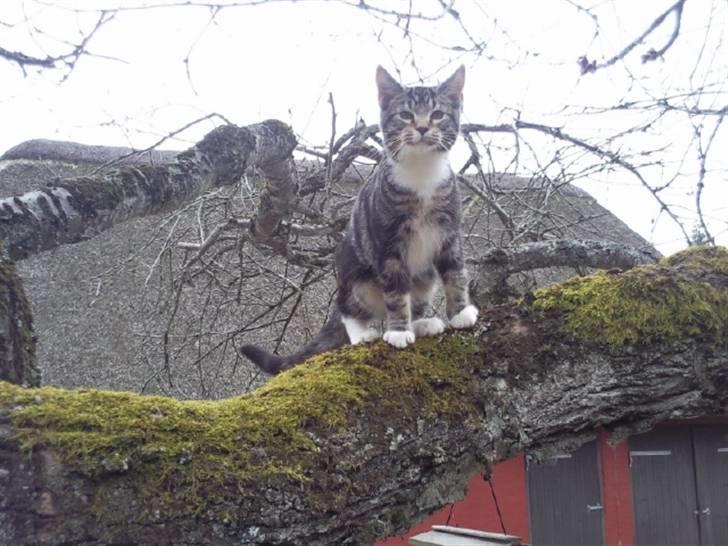 Blanding af racer Mis - oppe i træet billede 1