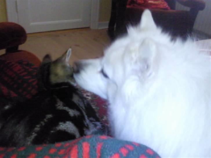 Blanding af racer Mis - Rocky og Mis Bedstevenner! billede 2