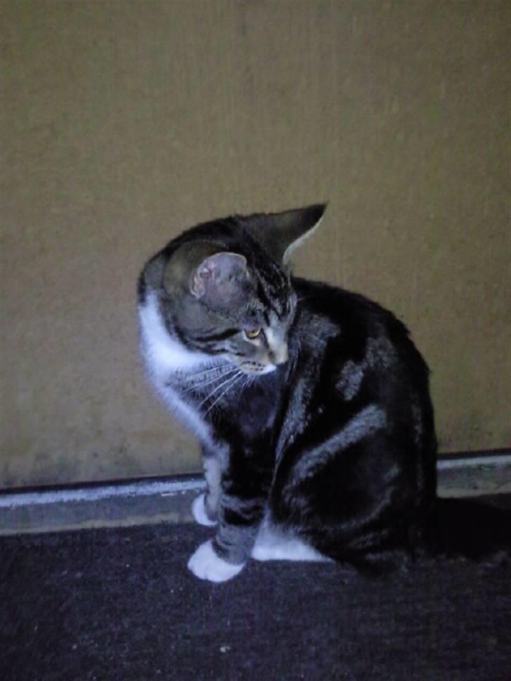 Blanding af racer Mis - mhh hvornår begynder min pels at vokse ? :).. billede 3