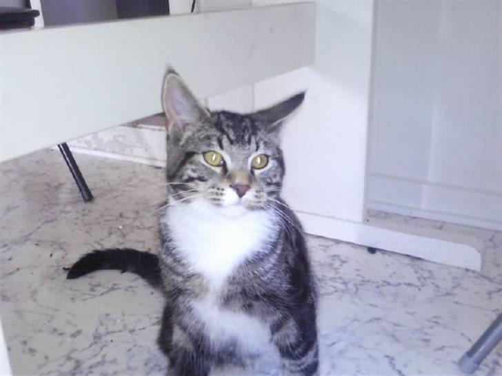 Blanding af racer Mis - er jeg ikke flot ? billede 4