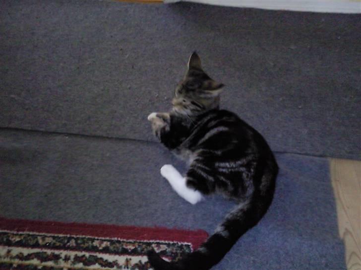 Blanding af racer Mis - tager lige en lur billede 5