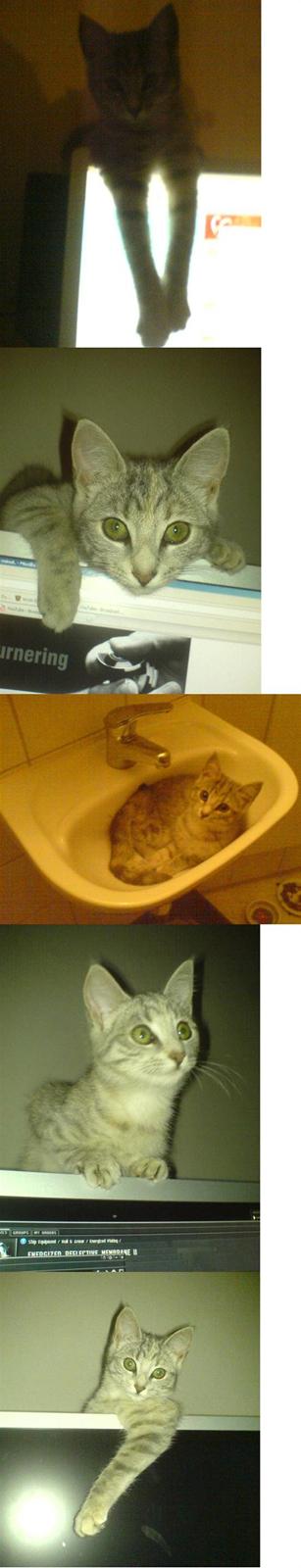 Blanding af racer Mis, Møgkat billede 1