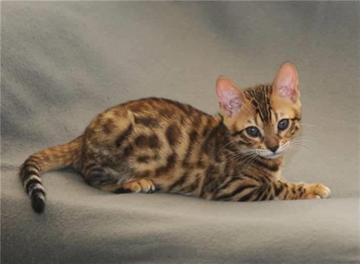 Bengal Gaia Of Golden Haze - Smuk og delig mis :-) billede 2