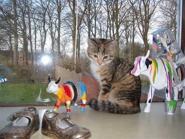 Huskat Sofie   (solgt) billede 1