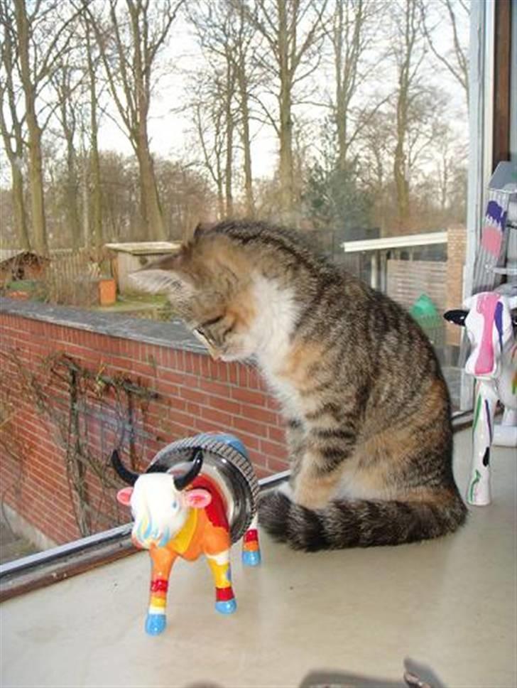 Huskat Sofie   (solgt) - Der bliver holdt godt øje med hvad der sker i haven billede 2