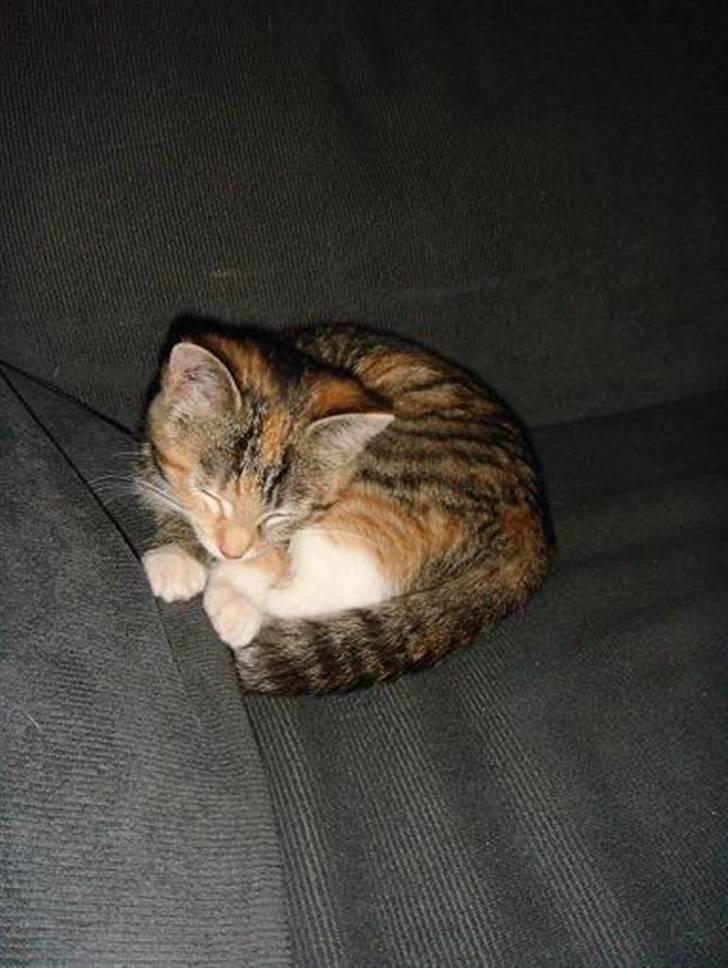 Huskat Sofie   (solgt) billede 3