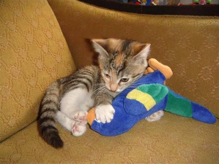 Huskat Sofie   (solgt) billede 5