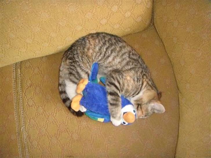 Huskat Sofie   (solgt) billede 6