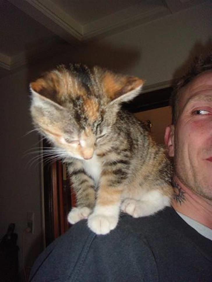 Huskat Sofie   (solgt) - Vores lille papegøje billede 7