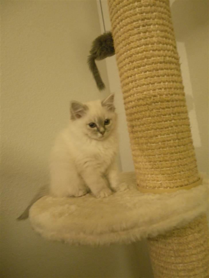 Hellig Birma Askepots Hermione (Fenja) billede 10