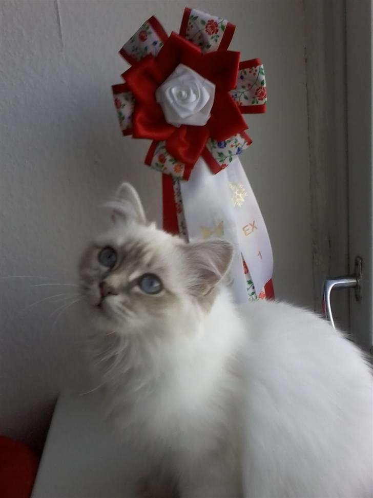 Hellig Birma Askepots Hermione (Fenja) - Jubiii.. Min første udstilling. EX1 billede 12