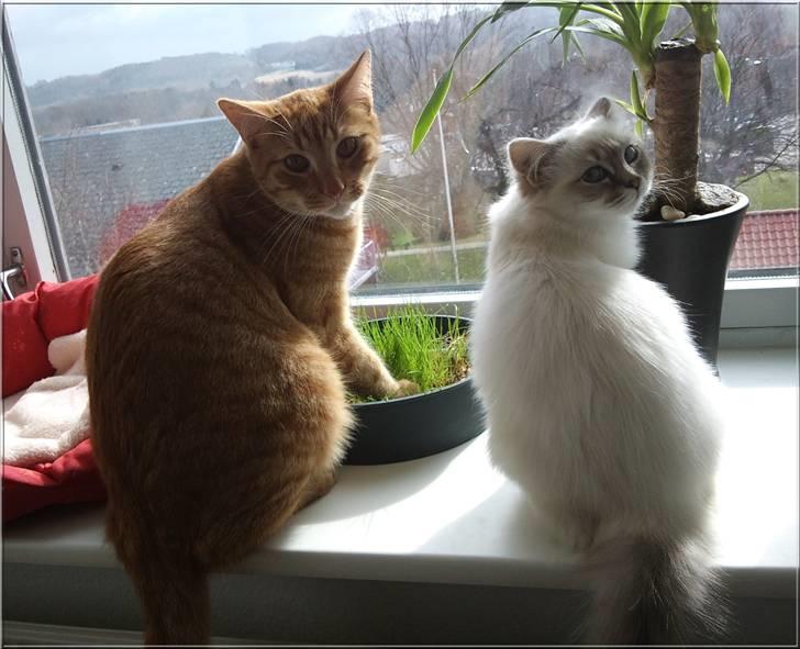 Hellig Birma Askepots Hermione (Fenja) - Mig og Loke nyder udsigten og det nye kattegræs... billede 13