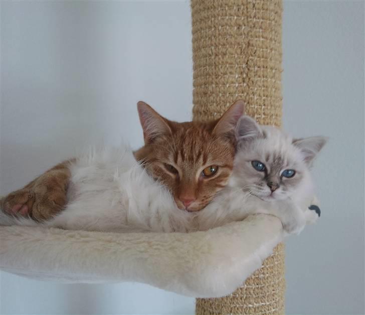 Hellig Birma Askepots Hermione (Fenja) - Hygge med min bedste ven billede 14