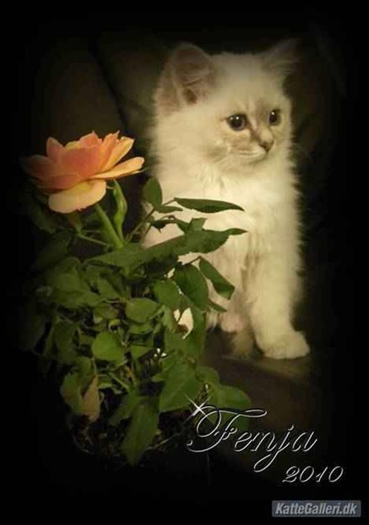 Hellig Birma Askepots Hermione (Fenja) billede 15