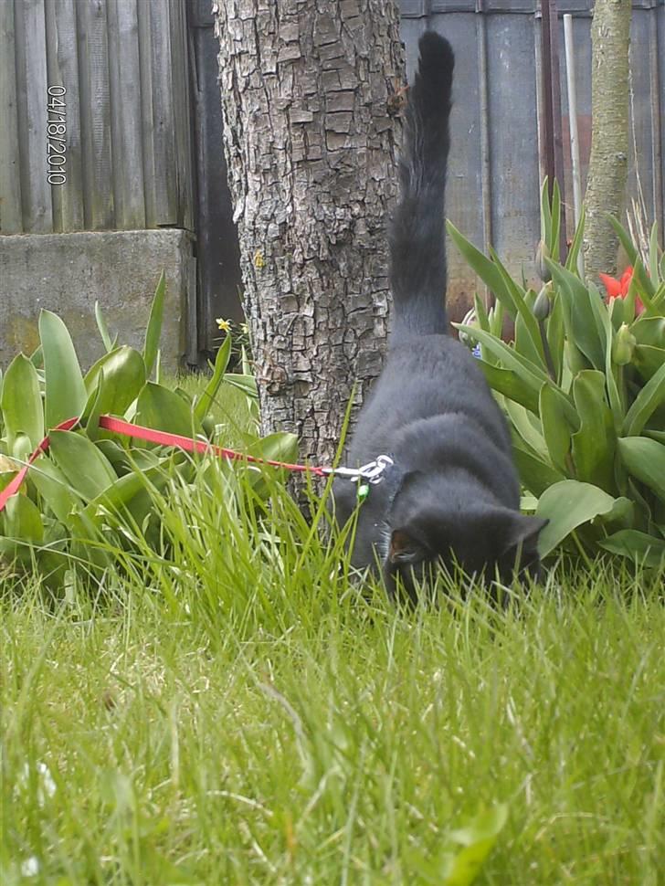 Huskat Tutti billede 8