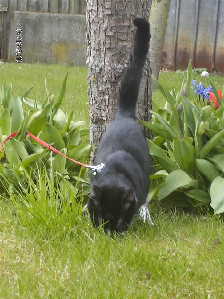 Huskat Tutti billede 9