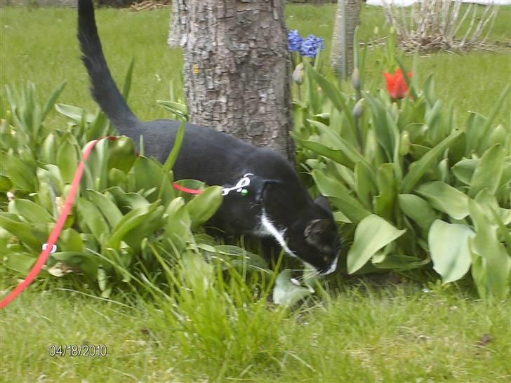 Huskat Tutti billede 10