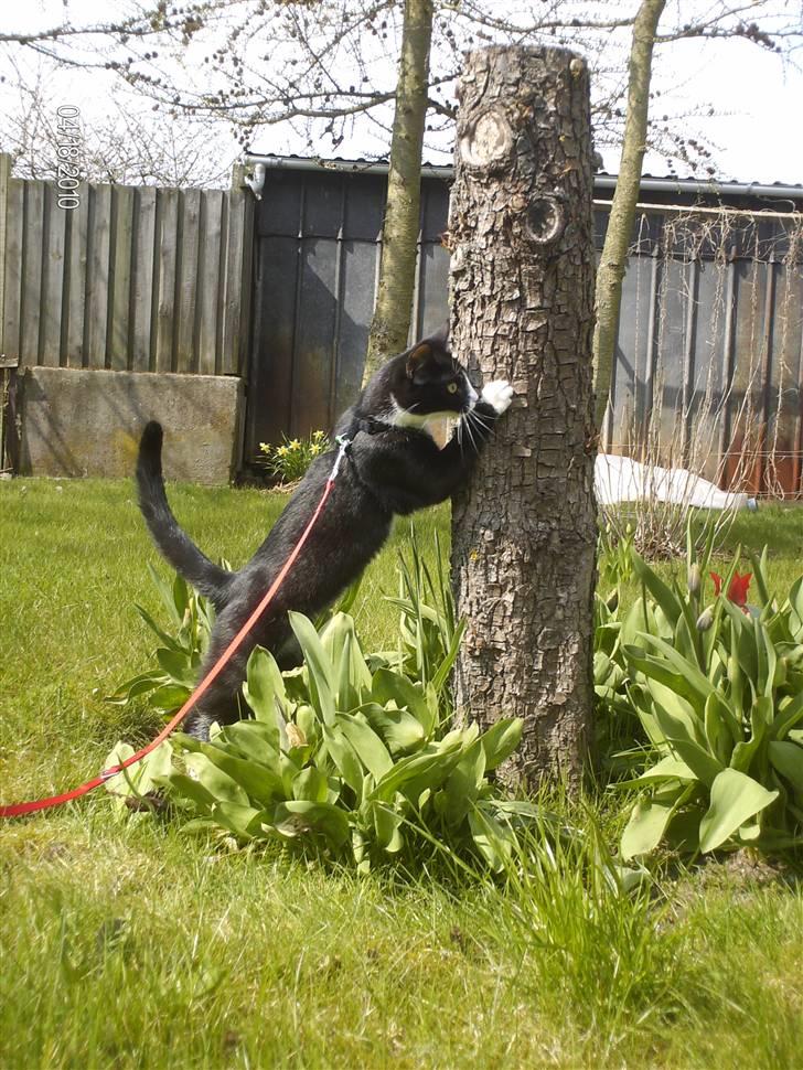 Huskat Tutti billede 11