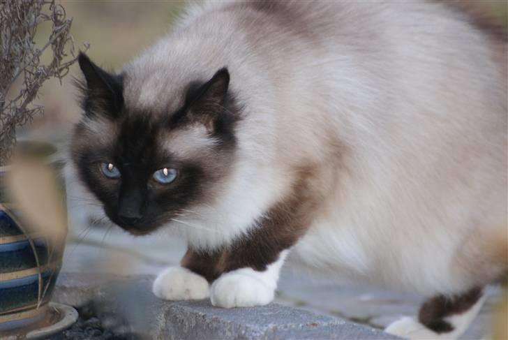 Hellig Birma Sigurd billede 4