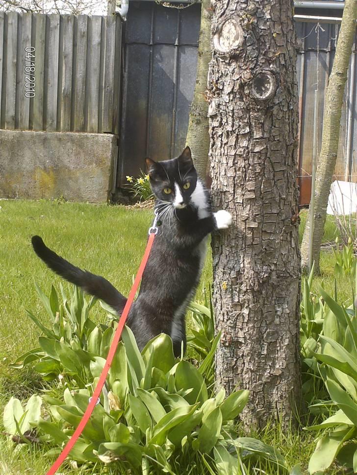 Huskat Tutti billede 12