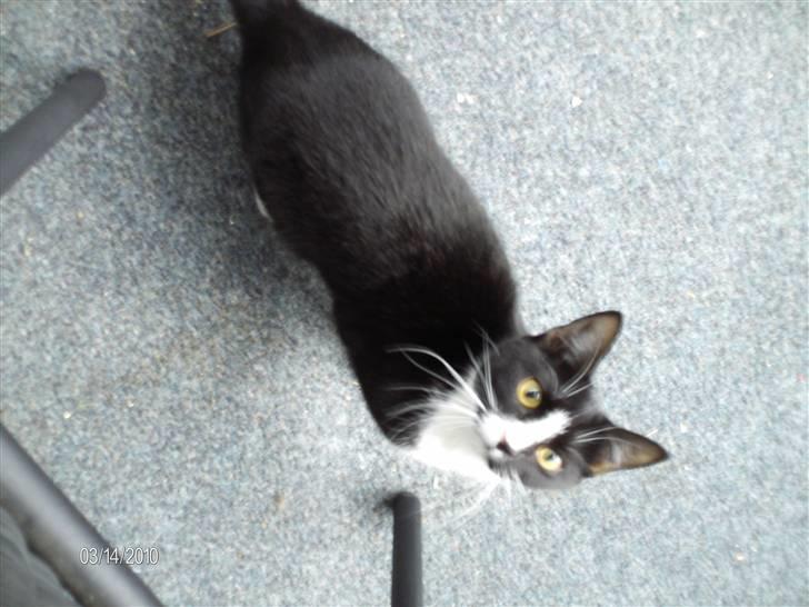 Huskat Tutti billede 13