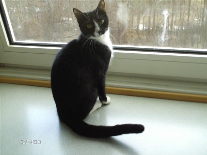 Huskat Tutti billede 14