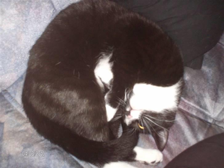 Huskat Tutti billede 15