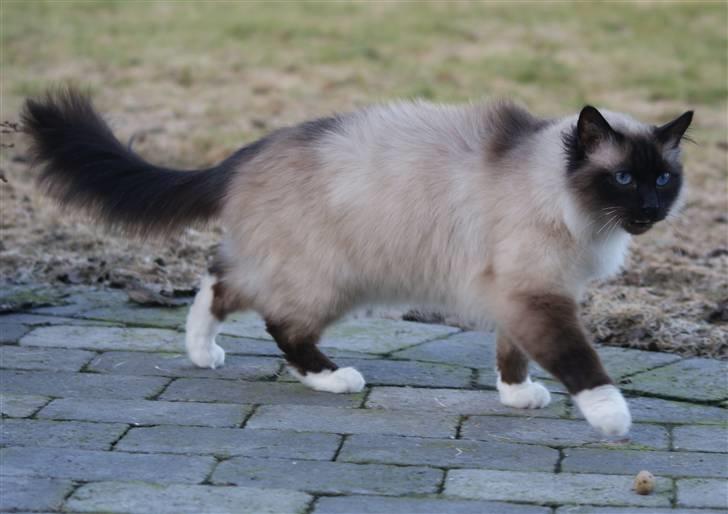 Hellig Birma Sigurd billede 8