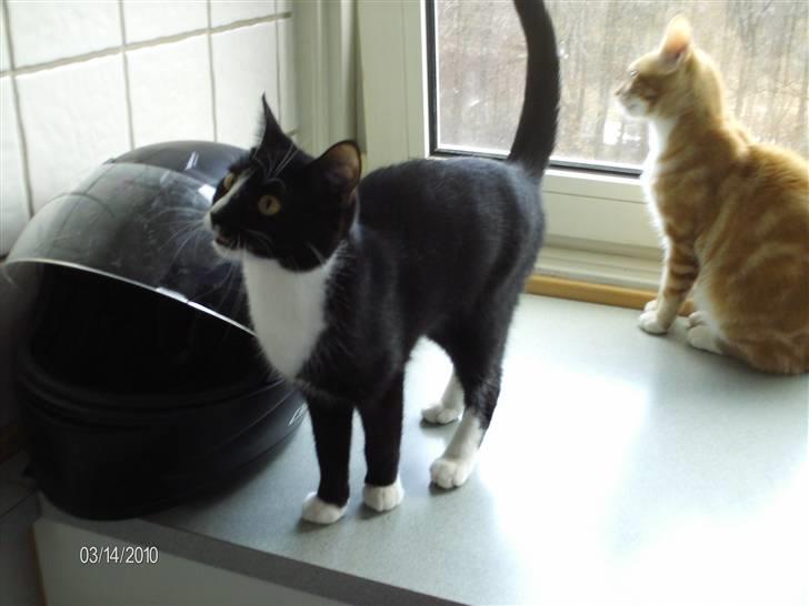 Huskat Tutti billede 16