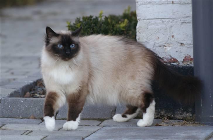 Hellig Birma Sigurd billede 9