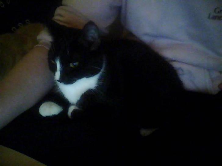 Huskat Tutti billede 17