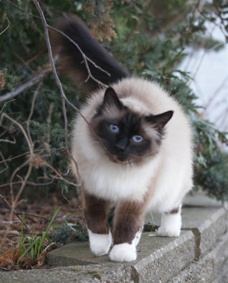 Hellig Birma Sigurd billede 11