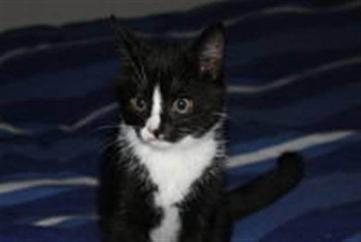 Huskat Tutti billede 20