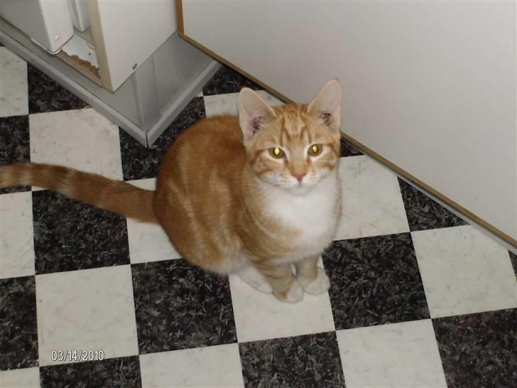 Huskat Lille per billede 7