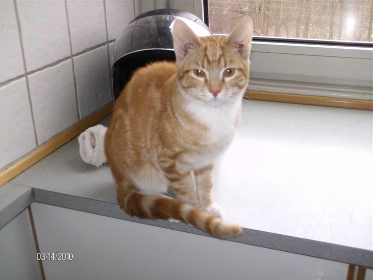 Huskat Lille per billede 8