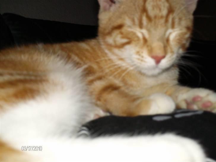 Huskat Lille per billede 9