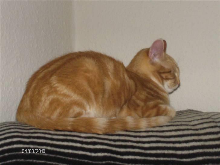 Huskat Lille per billede 10