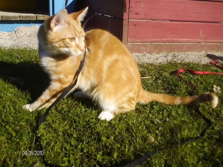 Huskat Lille per billede 11