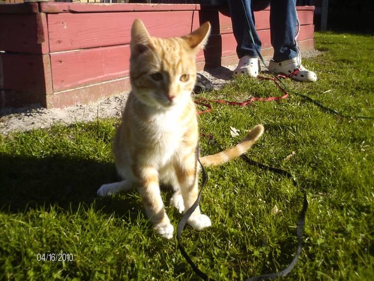 Huskat Lille per billede 12