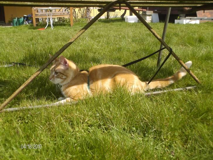 Huskat Lille per billede 13