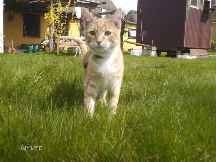 Huskat Lille per billede 14