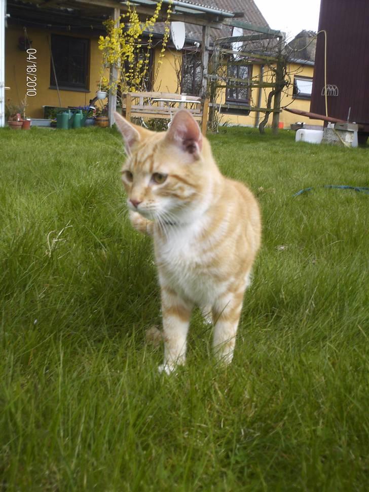 Huskat Lille per billede 15