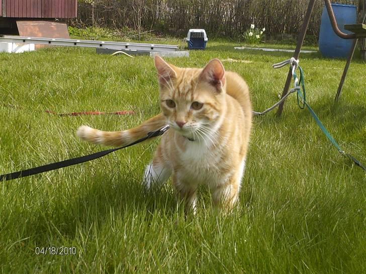 Huskat Lille per billede 16