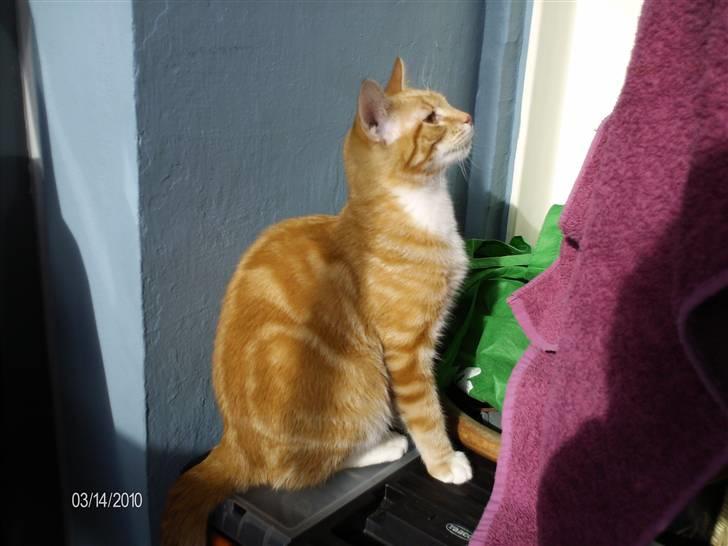 Huskat Lille per billede 17