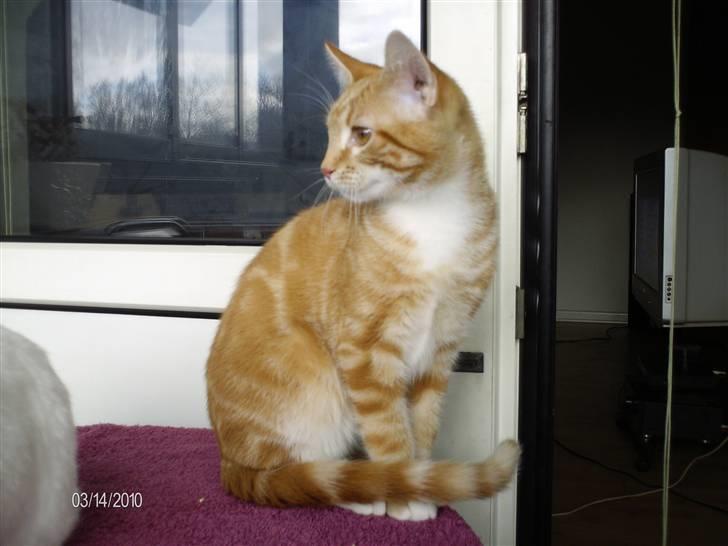 Huskat Lille per billede 18