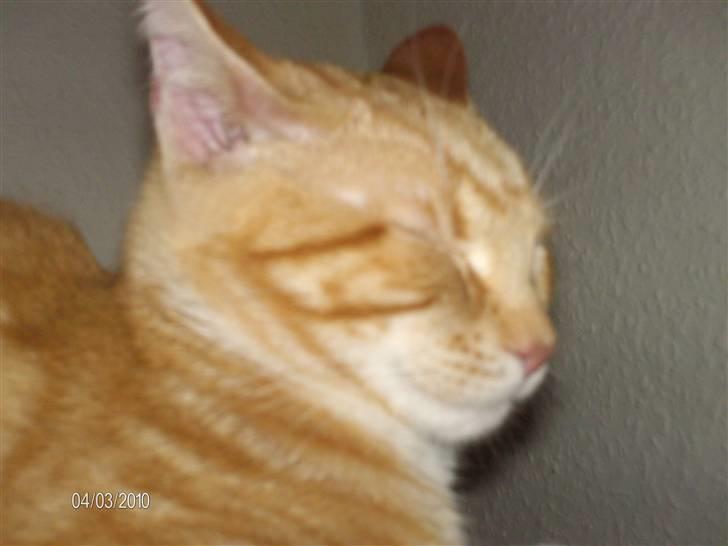 Huskat Lille per billede 19