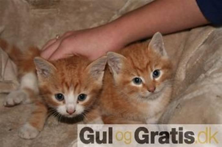 Huskat Lille per billede 20