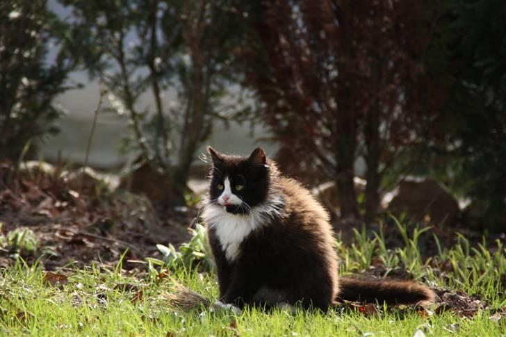 Blanding af racer Tobi R.I.P - NYT billede 15